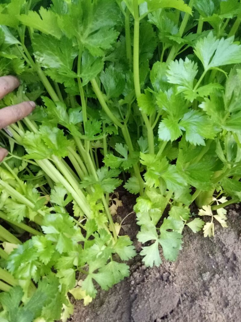 洪志蔬菜产地直供，优质西芹刚刚上市，欢迎老板前来采购。