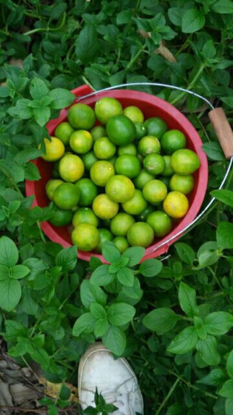 柠檬膏