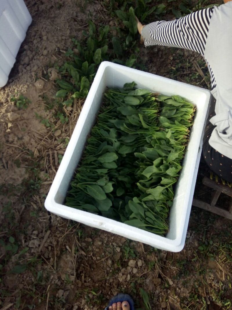 秋菠菜15~20厘米