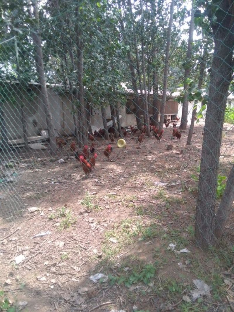 走地鸡散养土鸡2~3斤