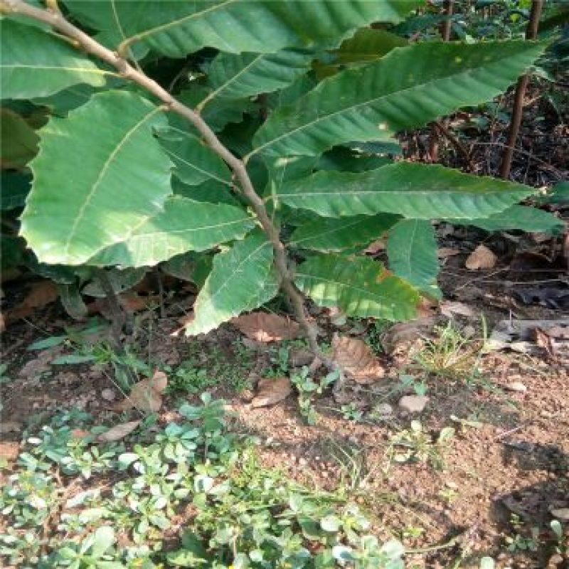 板栗苗泰山油板栗燕红板栗30~50cm