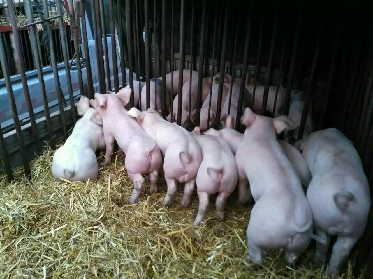 「图」厂家批发 育肥猪栏设备 公猪定位后备猪栏图片-马可波罗网