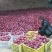 花牛光果