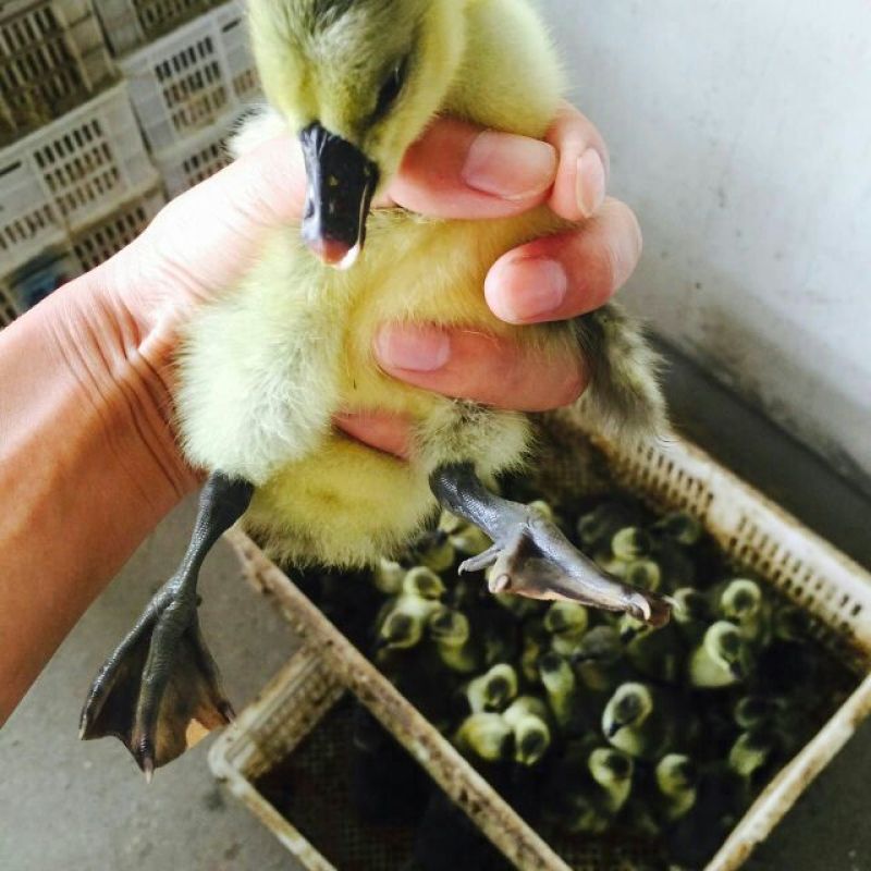 狮头鹅苗250g以上