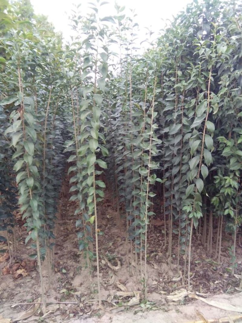 女贞4cm以下
