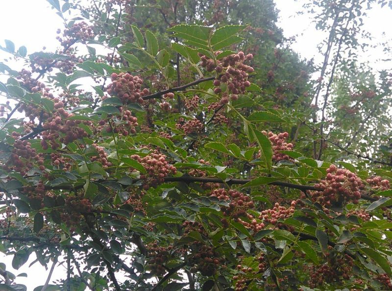 青花椒一级鲜