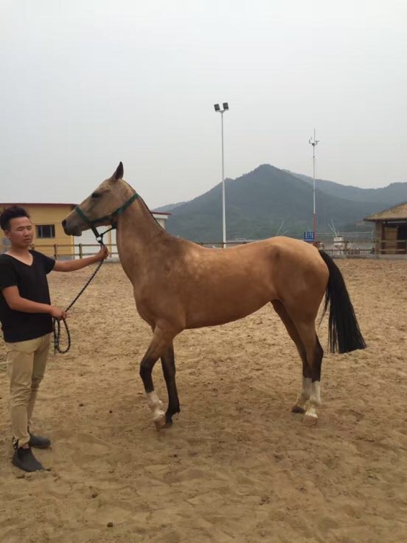 半血马400~500kg