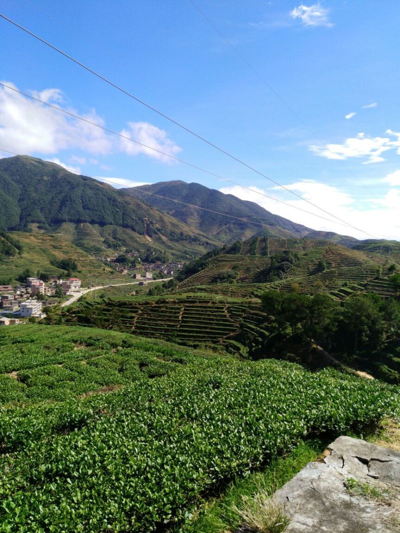 观音茶特级