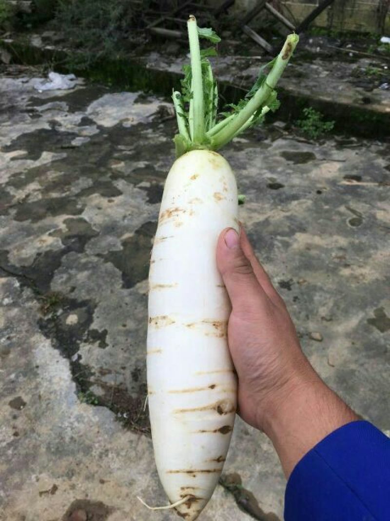 白萝卜1.5~2斤起