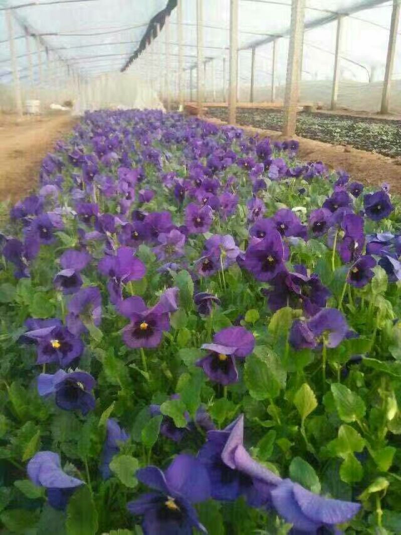 三色堇种苗山东三色堇种植基地三色堇盆栽苗三色堇盆苗