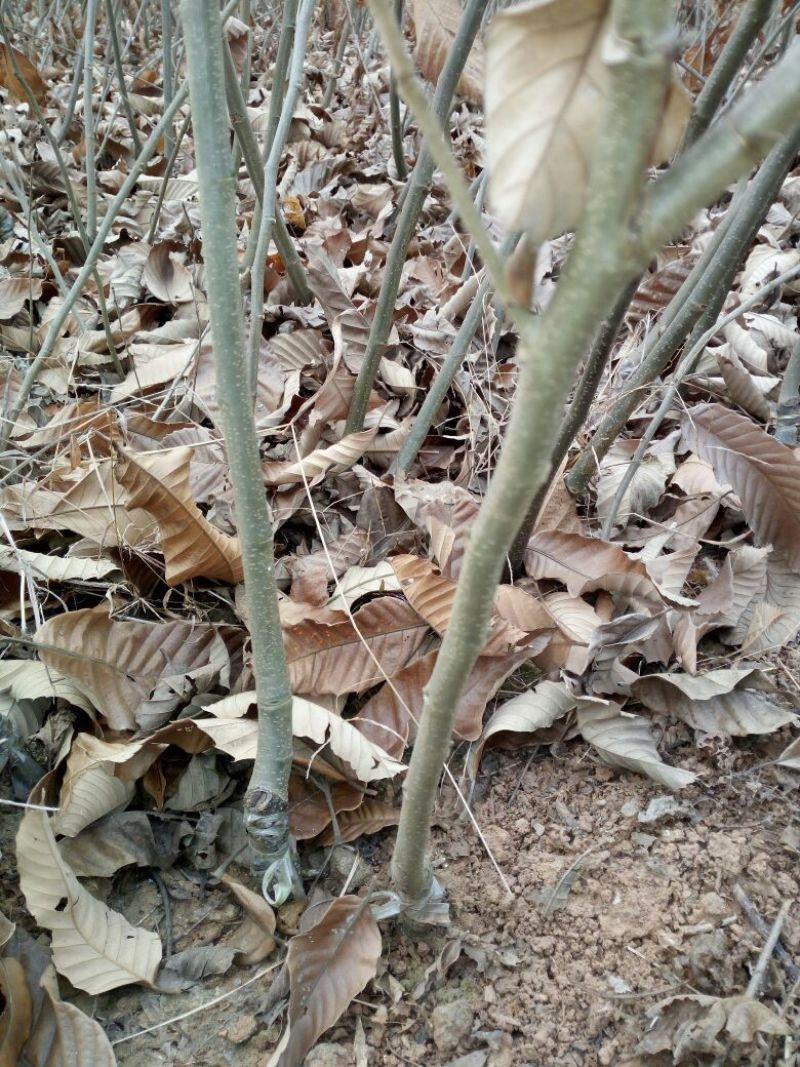大红袍板栗苗30~50cm