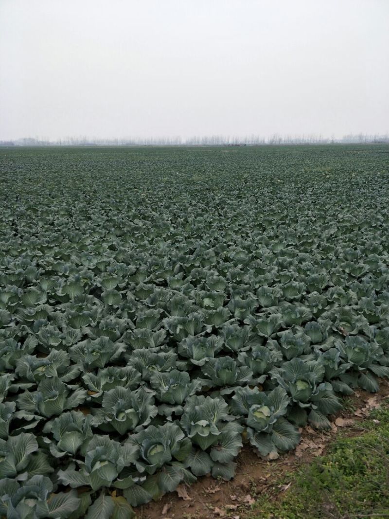 甘蓝扁包菜湖北嘉鱼县扁包菜量大从优基地供应