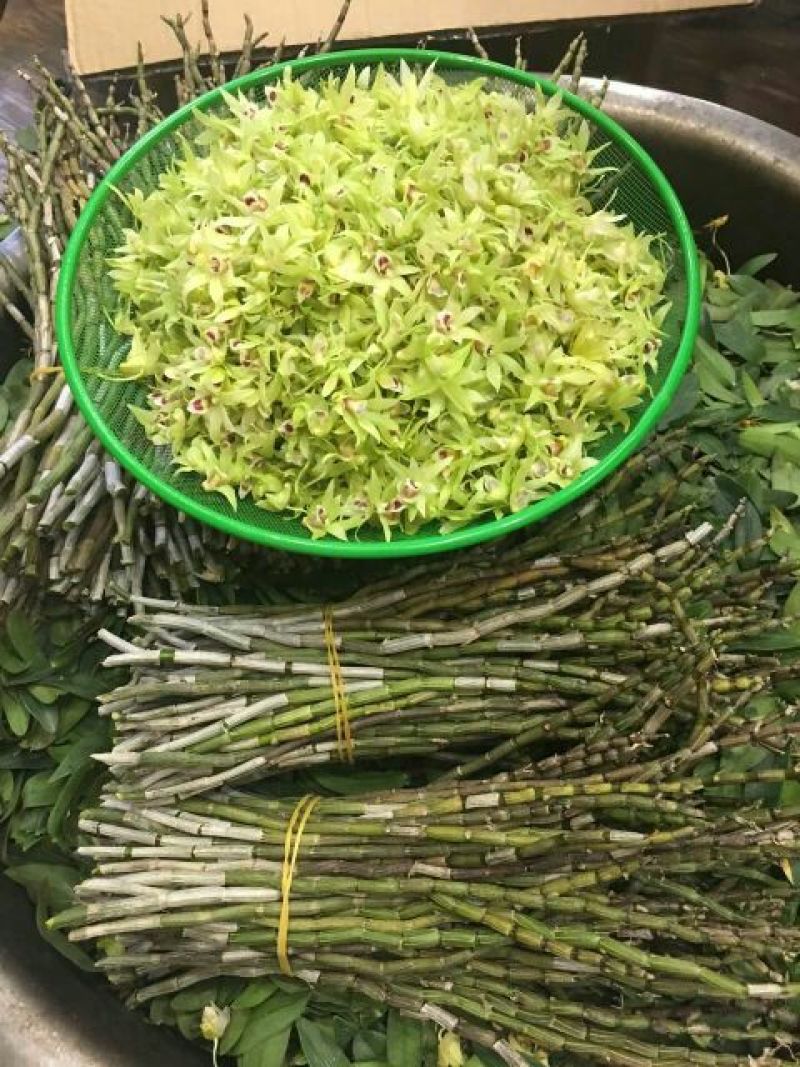铁皮石斛鲜条雁荡山原产地