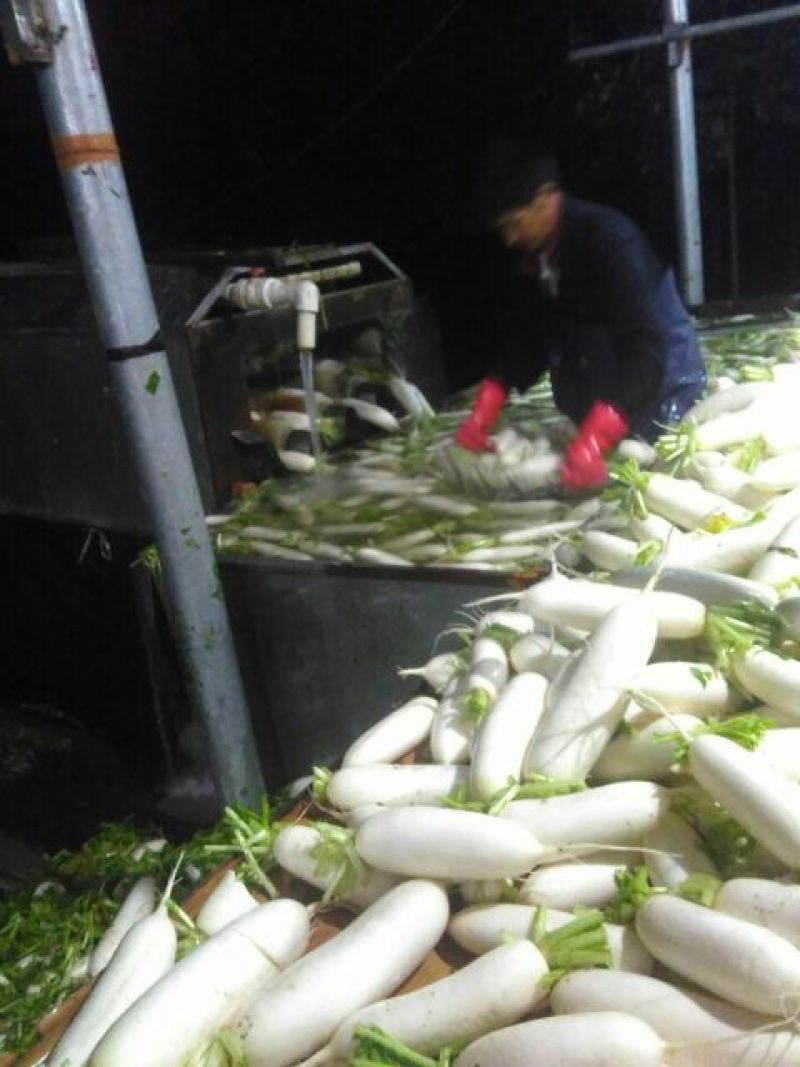 白萝卜2.5~3斤起