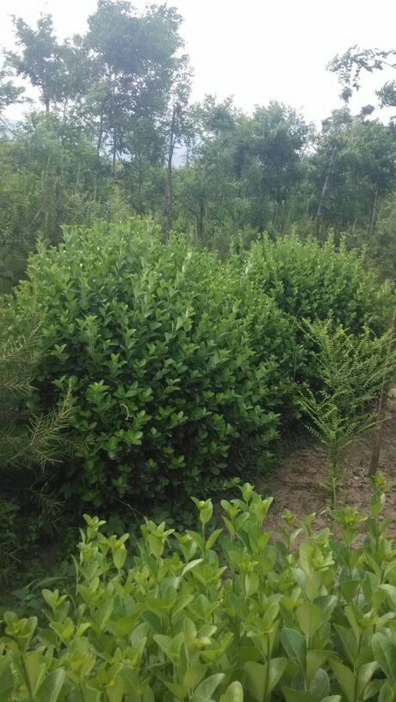 胶州卫矛1.5~2米
