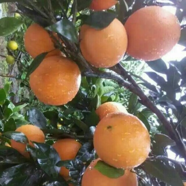 中华红橙，血橙，红肉脐橙，地头看货，采购，果园直供