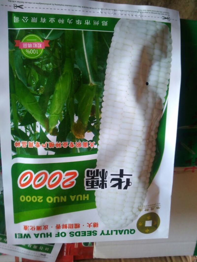 玉米种子