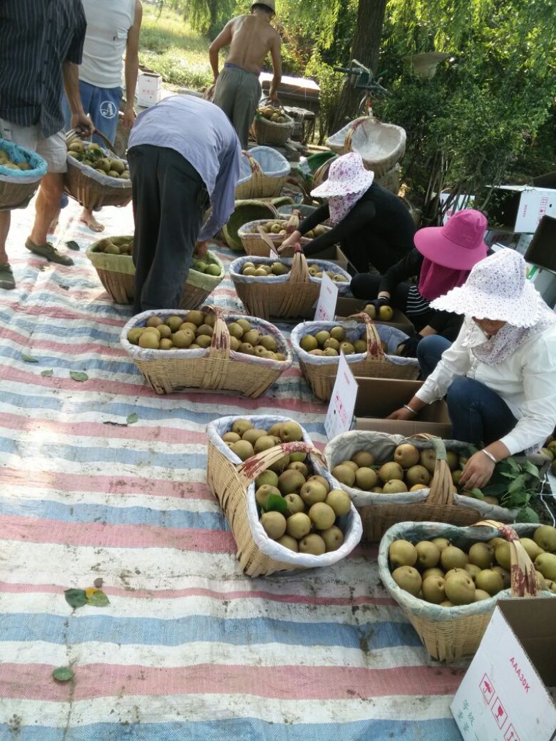 黄花梨光果湖北沙梨基地