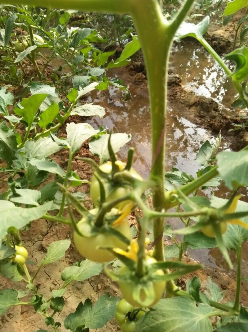硬粉西红柿硬粉弧二以上