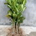 柚子树30~50cm