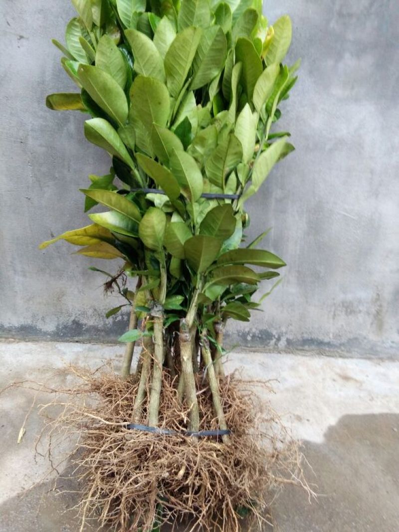 柚子树30~50cm