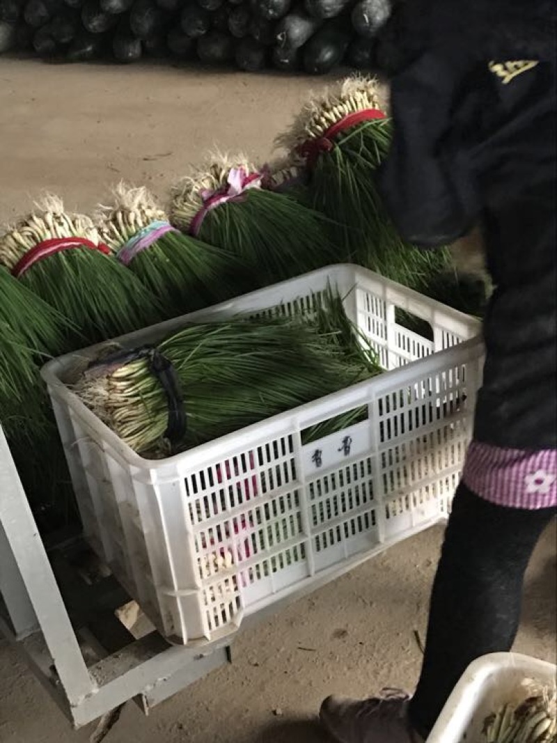 【精品】江苏香葱新鲜供应价格美丽欢迎来电欢迎咨询
