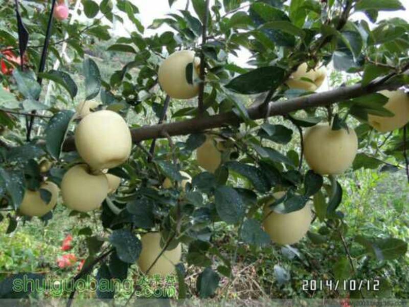 【荐】维纳斯黄金苹果苗自家苗圃精品苗木产地直供