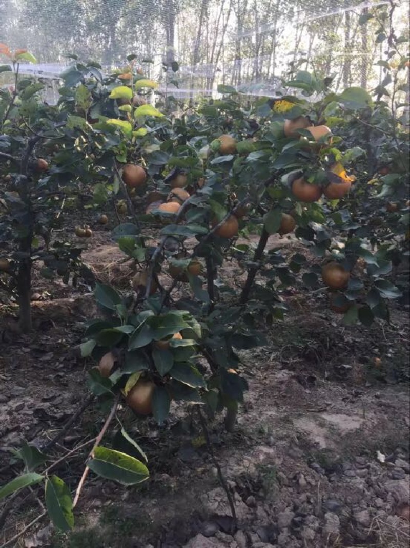 晚秋黄梨