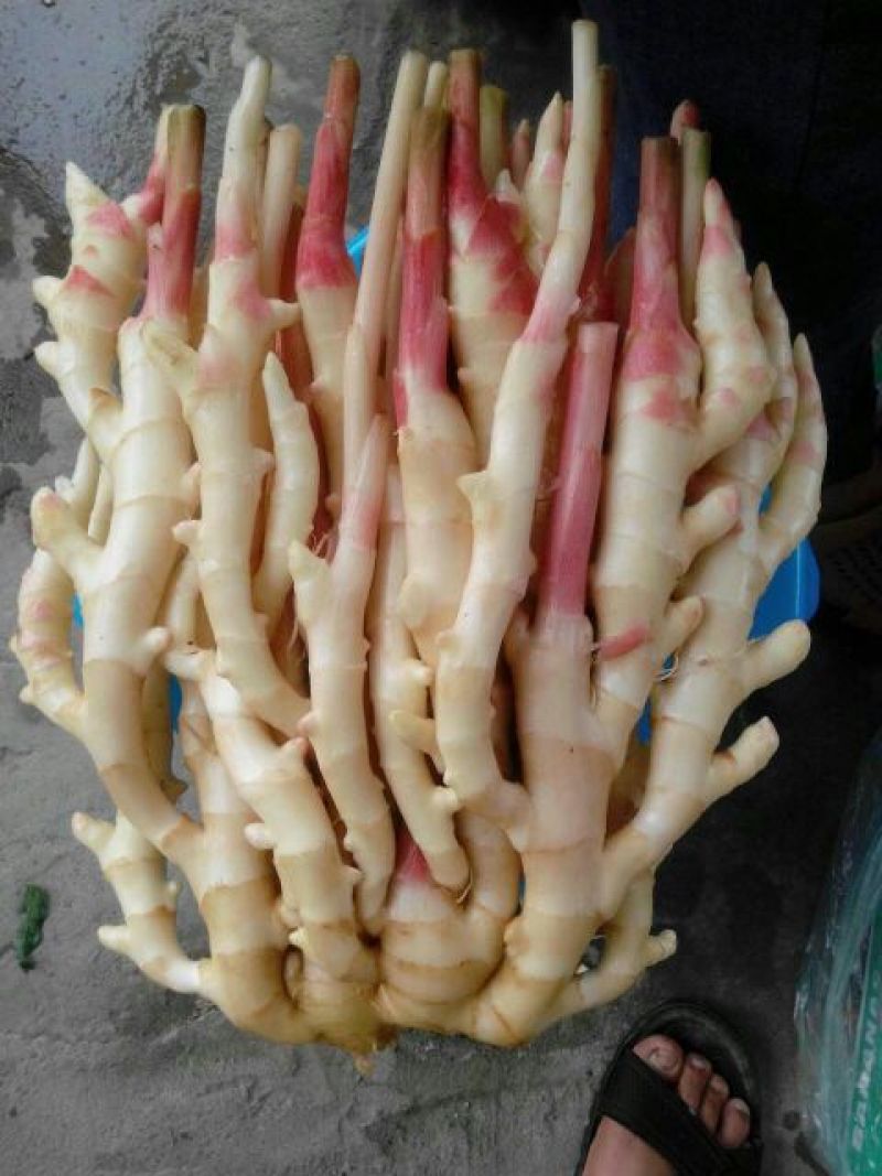 子姜