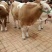 西门塔尔牛犊100~200kg