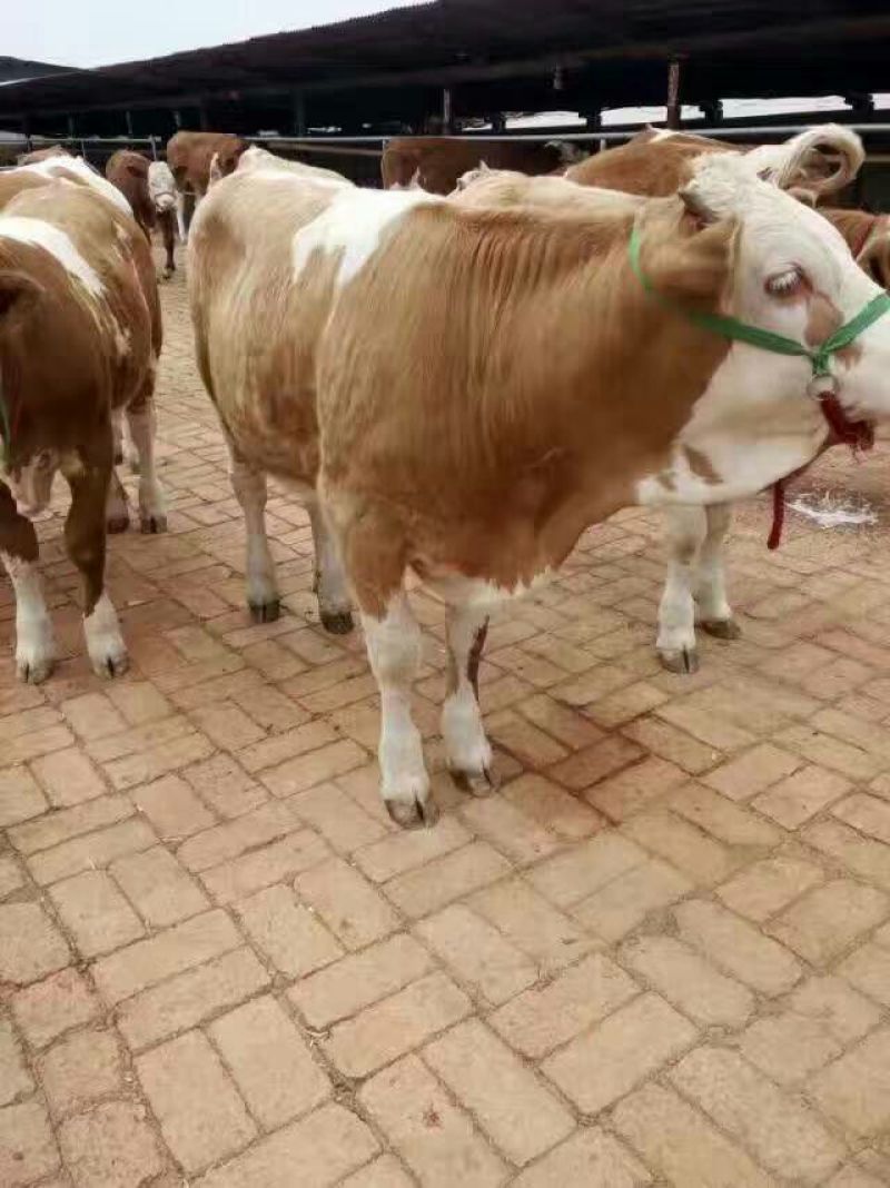 西门塔尔牛犊100~200kg