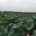 生态甲鱼