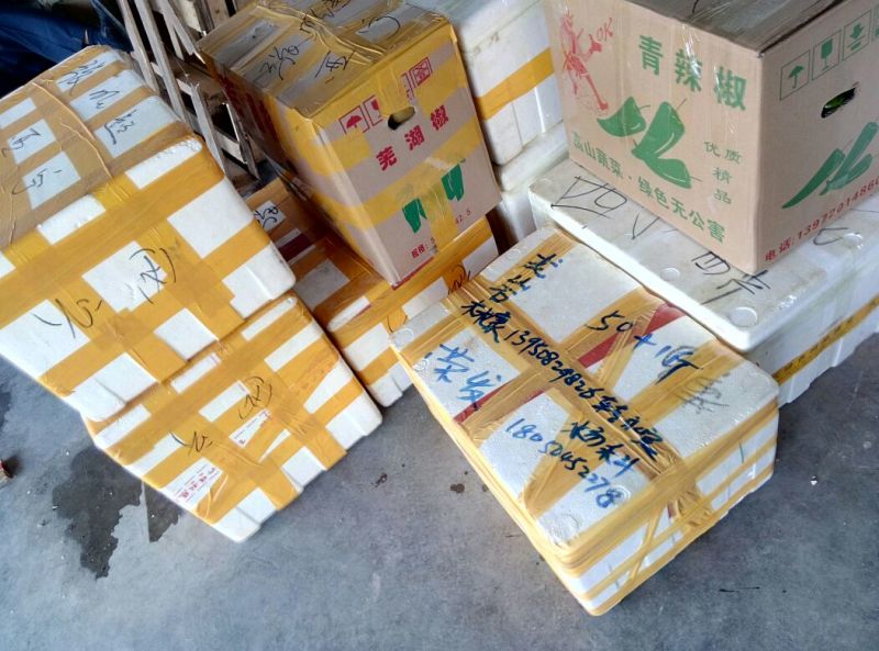 田螺食用鲜活