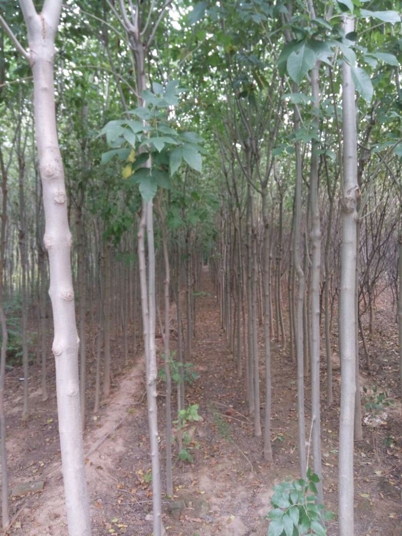 白蜡树基地批发白蜡速生白蜡5公分