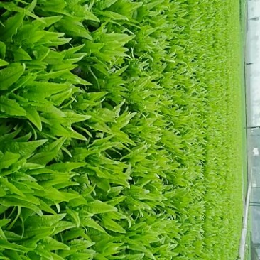 油麦菜