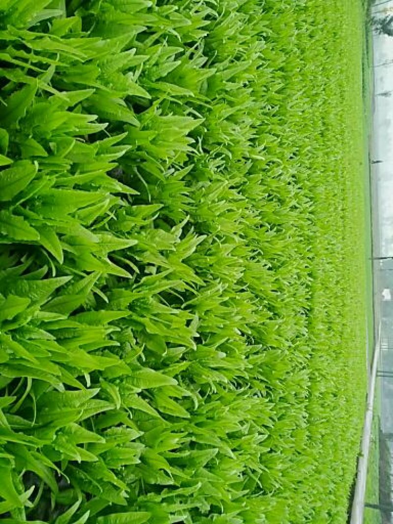油麦菜