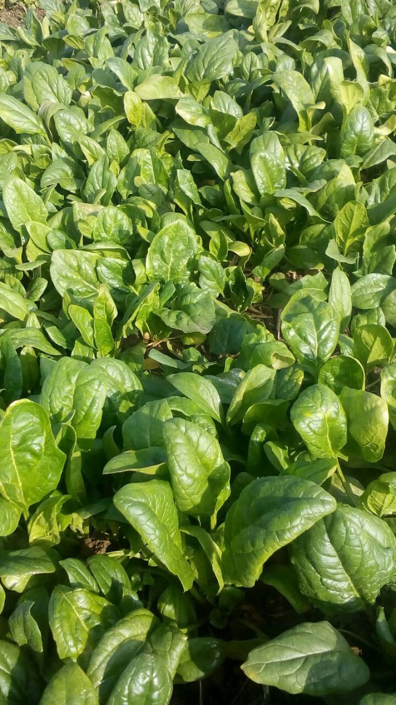 越冬菠菜15~20厘米