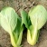 【直销】南通一级油菜小青菜基地直采货源充足常年有货
