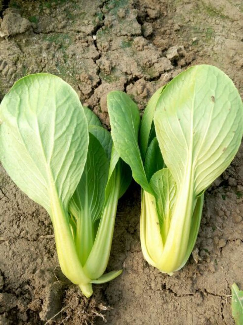 【直销】南通一级油菜小青菜基地直采货源充足常年有货
