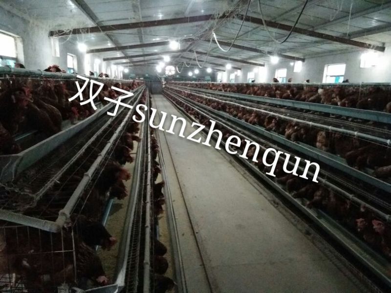 普通鸡蛋食用50g以下