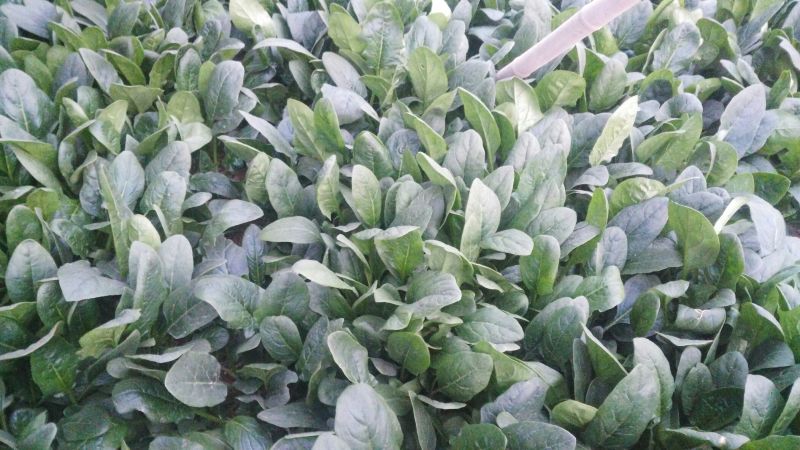 越冬菠菜25~30厘米