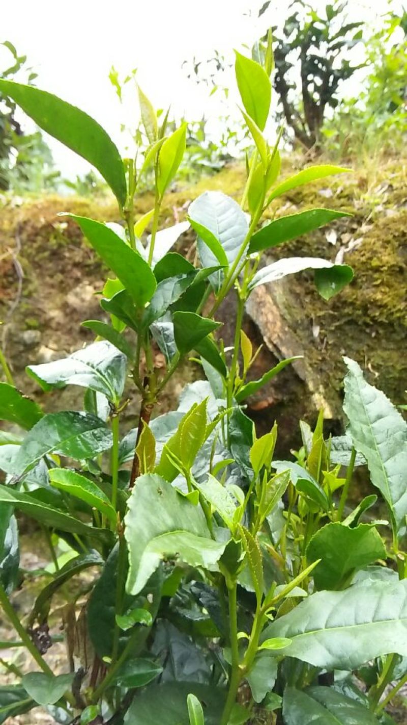 砖茶特级