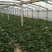 黑叶菠菜10~15厘米