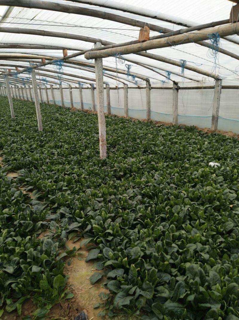 黑叶菠菜10~15厘米