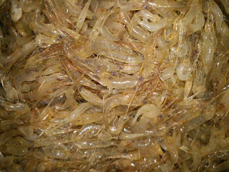 河虾活虾26~30只/kg