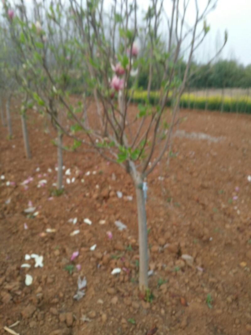 玉兰树2cm以下10~12cm