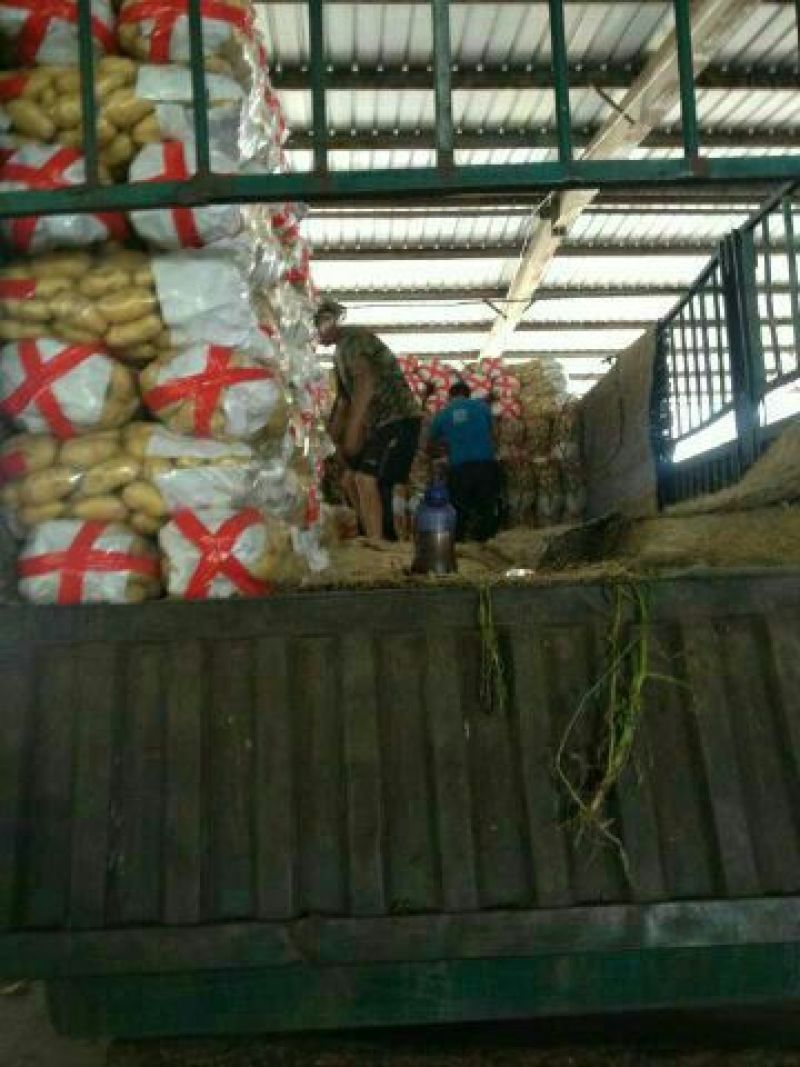 山东荷兰土豆大量上市产地基地都有货欢迎全国各地客商