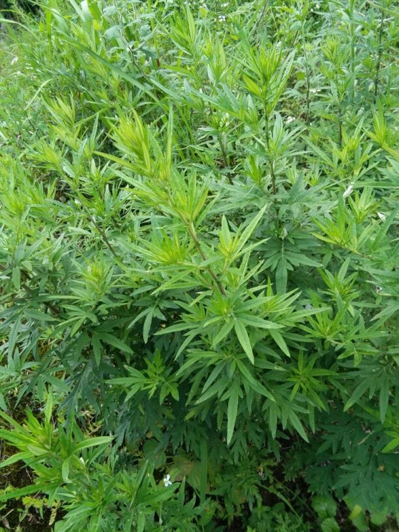 艾草，鲜艾，干艾，全科艾，纯艾叶，量大从优，欢迎咨询订