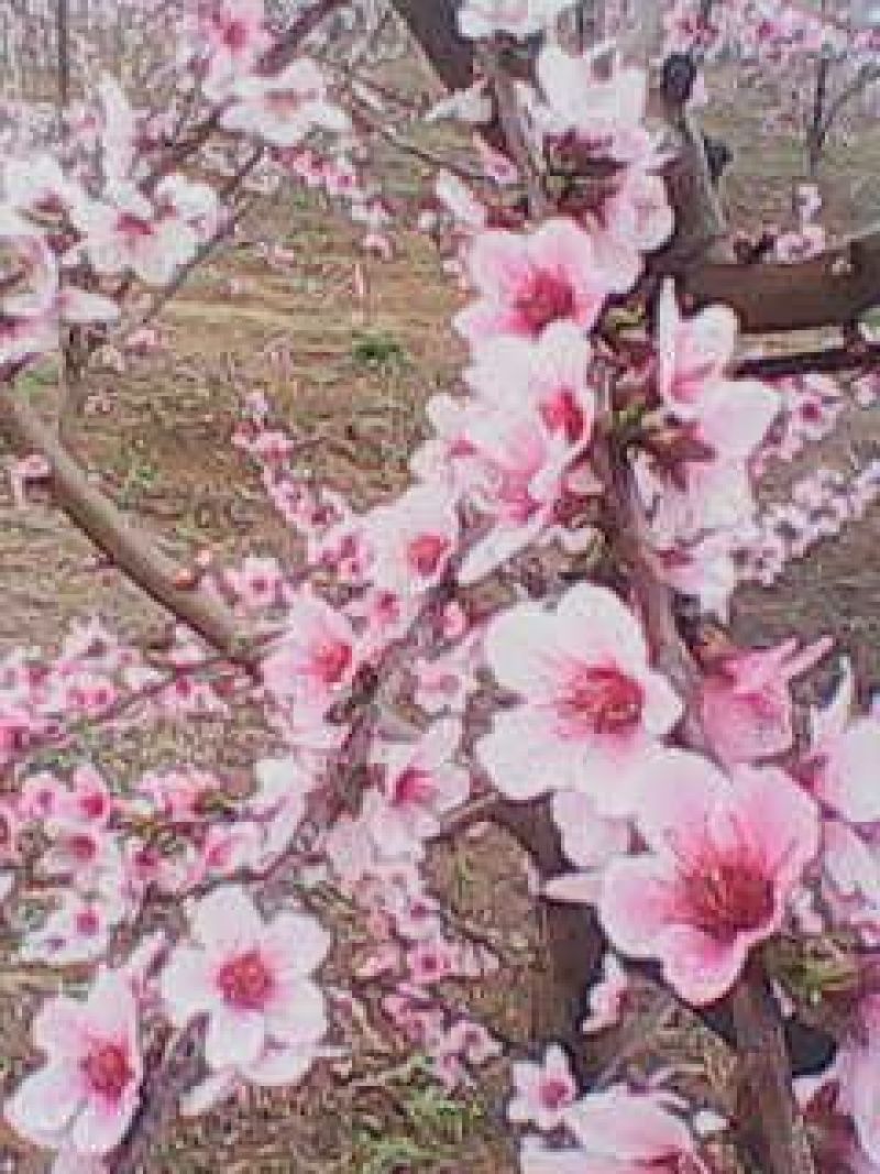 桃树苗