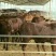 利木赞牛犊100~200kg